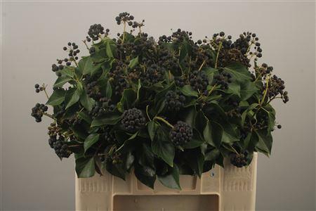 <h4>Hedera Bes Extra Per Pak</h4>