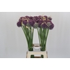 Allium Misses Bouquet