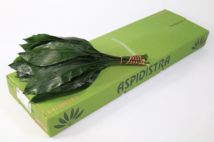 Aspidistra