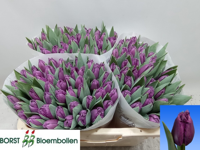 <h4>TU FR SAN LUIZ</h4>