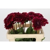 Dahlia Red Runner
