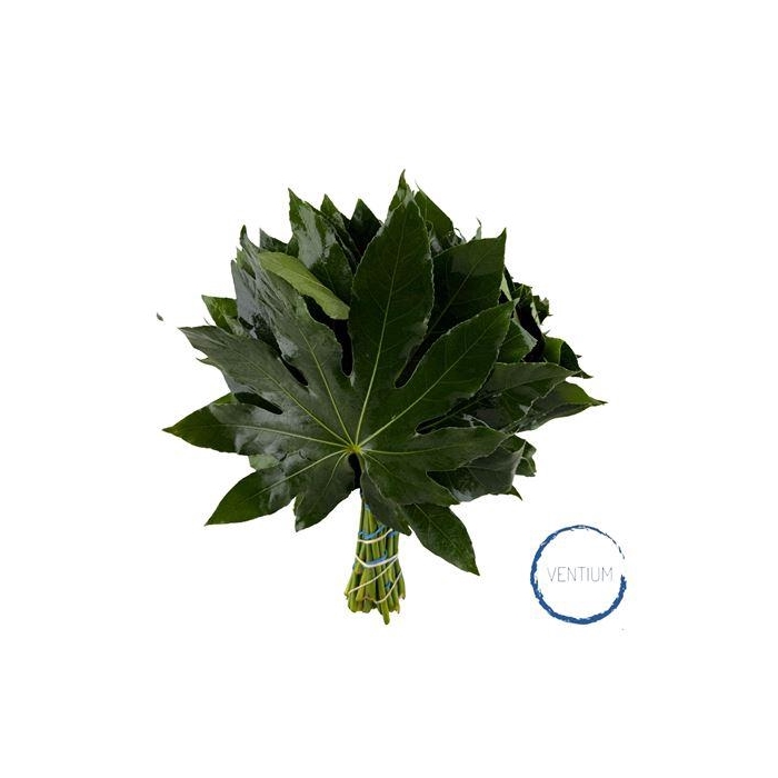 <h4>ARALIA 30 CM WHITE BOX</h4>