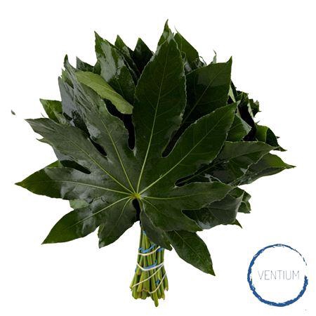 <h4>ARALIA 30 CM WHITE BOX</h4>