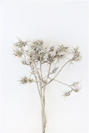 <h4>Dried Eryngium Natural Grey Bunch</h4>