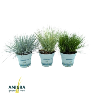 Siergrassen Mix 10,5cm