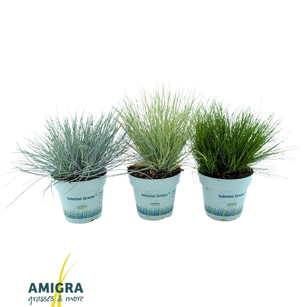 <h4>Siergrassen Mix 10,5cm</h4>