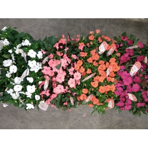 Impatiens NG 'Sunpatiens'   ...mix