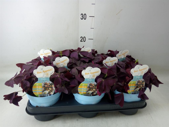 <h4>Oxalis trian.</h4>