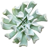 ECHEVERIA TOPSY TURVY P11