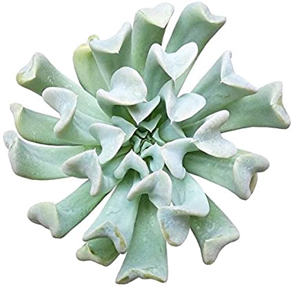ECHEVERIA TOPSY TURVY P11