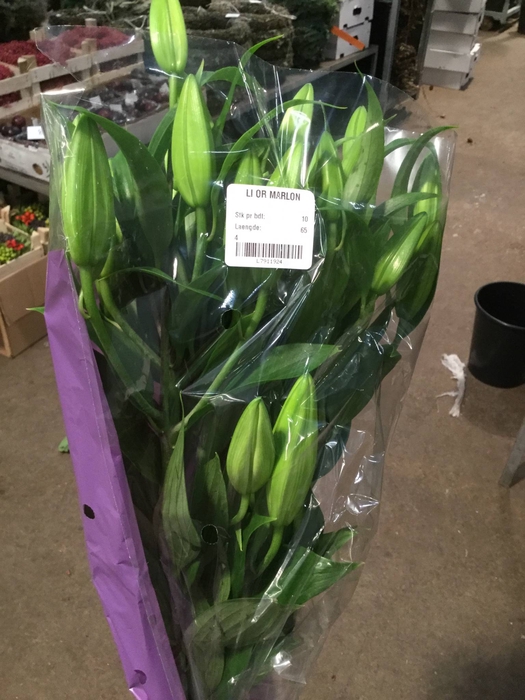 LI OR MARLON LI OR MARLON A2 A2 DOO