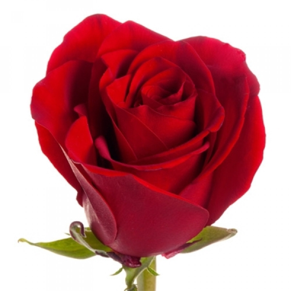 <h4>ROSA EXPLORER 060 CM ESTUFA</h4>