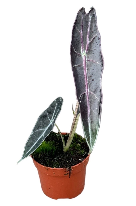 <h4>Alocasia</h4>