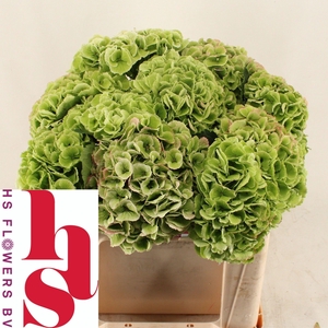 HYDR M ROYA PRINC CL