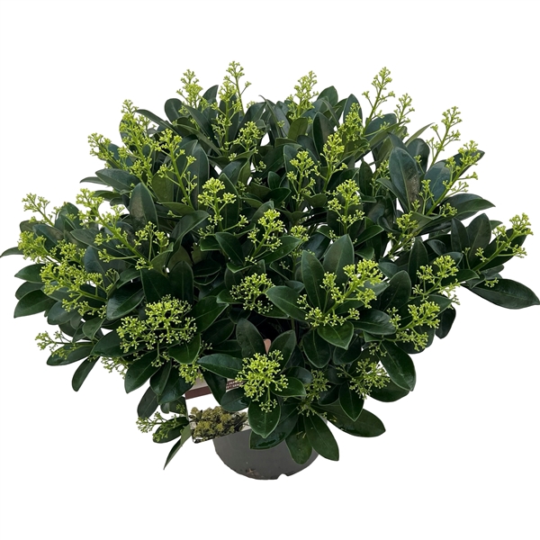 <h4>Skimmia jap. 'Finchy' ® sense</h4>