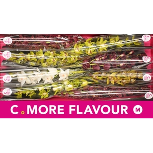 Mini cymbidium 'Mix' 70 cm