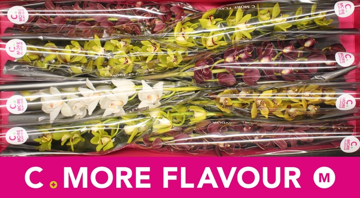 <h4>Mini cymbidium 'Mix' 70 cm</h4>