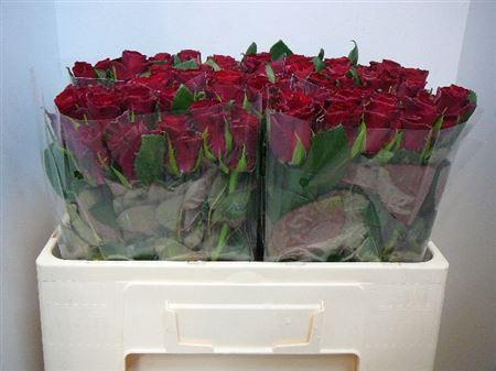 <h4>R Gr Red Tacazzi+</h4>