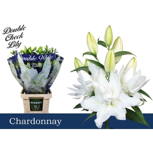 LI OR DU CHARDONNAY 5+