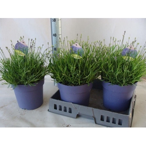 Lavandula angus. 'Hidcote'