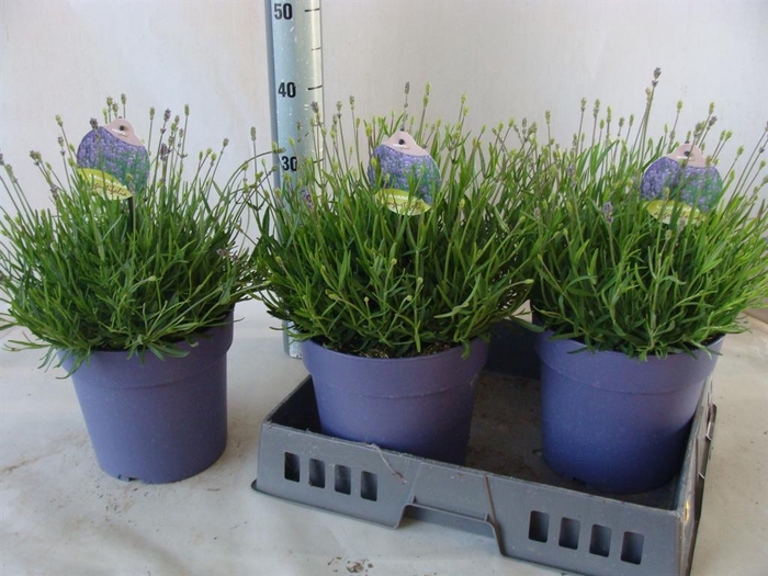 <h4>Lavandula angus. 'Hidcote'</h4>