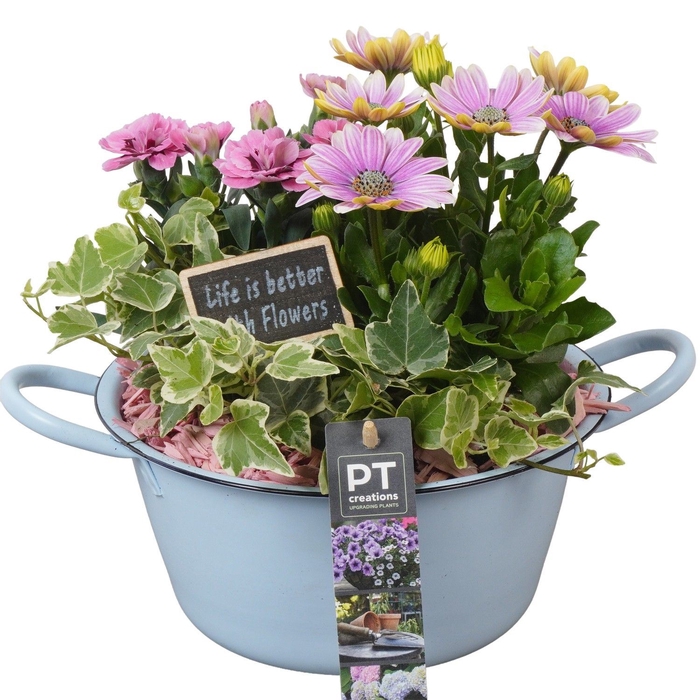 <h4>Arr.   Perkplanten L%</h4>