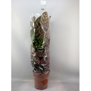 Calathea makoyana