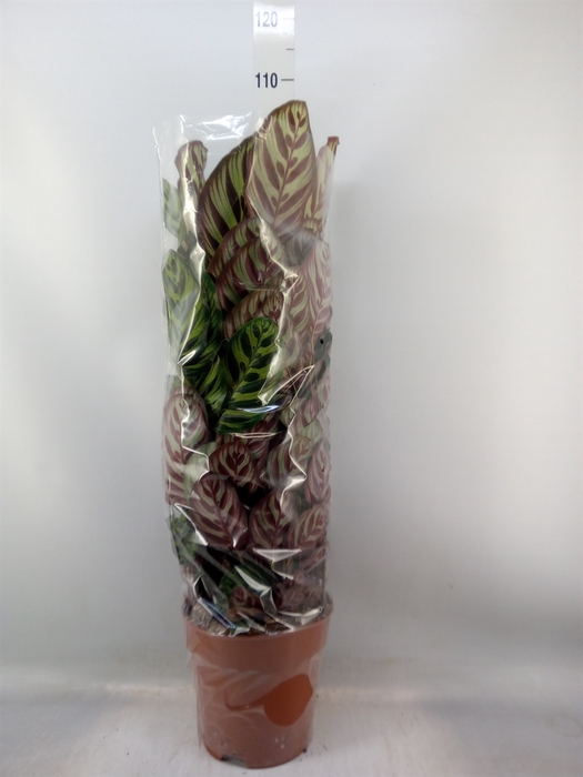 <h4>Calathea makoyana</h4>