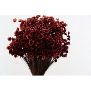 Dried Glixia Bordeaux Bunch