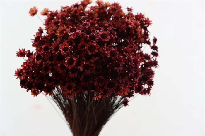 <h4>Dried Glixia Bordeaux Bunch</h4>