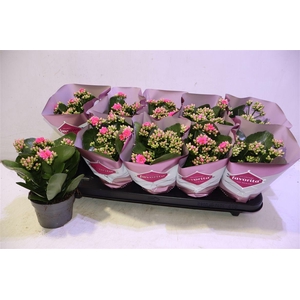 Kalanchoe Double Deluxe Pink