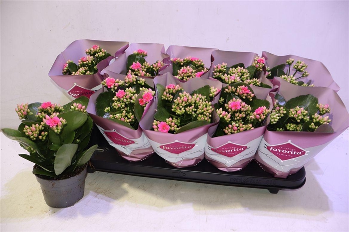 <h4>arr8 Kalanchoe Double Deluxe Pink</h4>