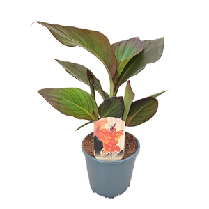 Canna Atlantic Beauty Zonder Bloem p 14