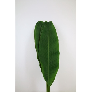 Musa Leaf