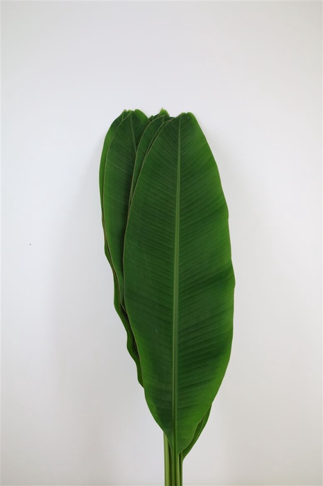 <h4>Musa Leaf</h4>