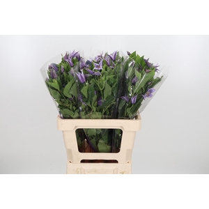 Clem Star River Lavendel