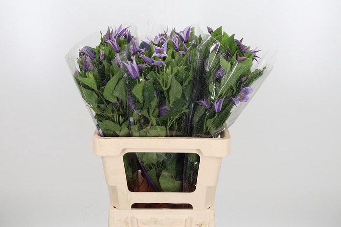 <h4>Clem Star River Lavendel</h4>