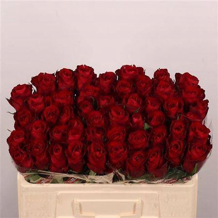 <h4>R Gr Madam Red</h4>