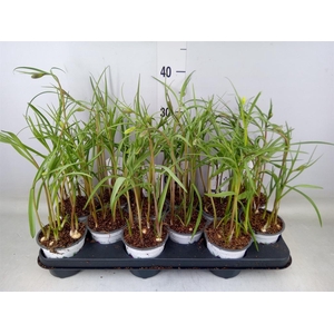 Fritillaria meleagris