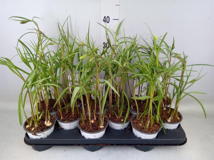 <h4>Fritillaria meleagris</h4>