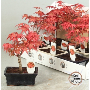 BONSAI OV