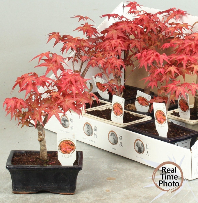 <h4>BONSAI OV</h4>
