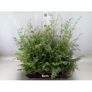 Pteris ensiformis 'Evergemiensis'