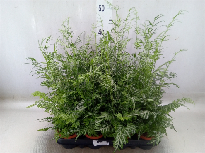 <h4>Pteris ensiformis 'Evergemiensis'</h4>