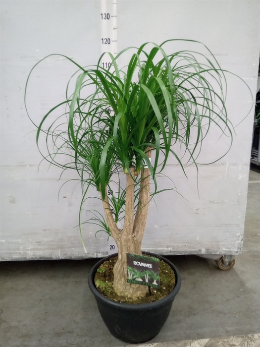 <h4>Beaucarnea recurvata</h4>