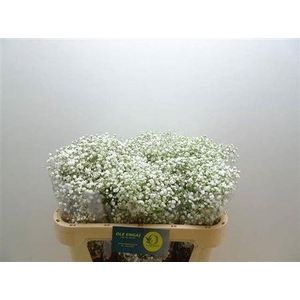 XXXX GYPS PA XLENCE    SF