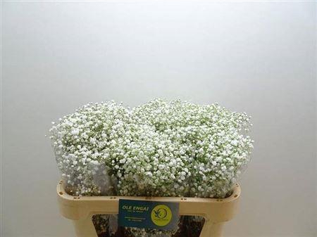 <h4>XXXX GYPS PA XLENCE    SF</h4>