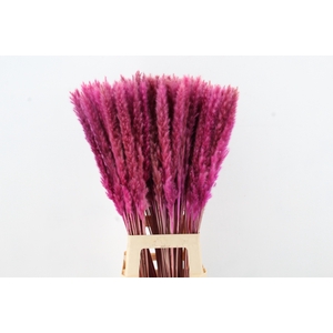 DF Pampas Silvy Bs 10pc Purple