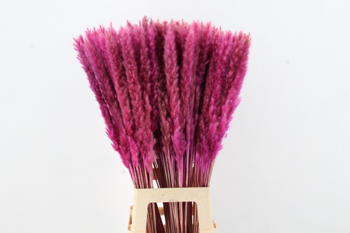 <h4>DF Pampas Silvy Bs 10pc Purple</h4>