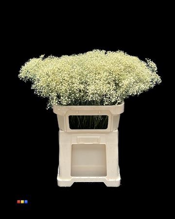 Gyps Million Star Light Yellow